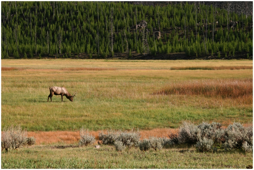 04 - Yellowstone NP (18).jpg